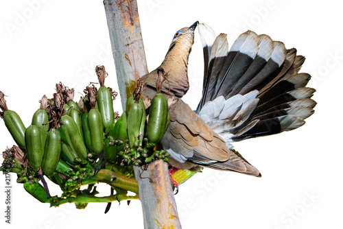 White-winged Dove (Zenaida asiatica) Photo, Perched on a Palmer's Century (Agave palmeri) Plant, Showing Its Tail Feathers, Over a Transparent Isolated PNG Background	