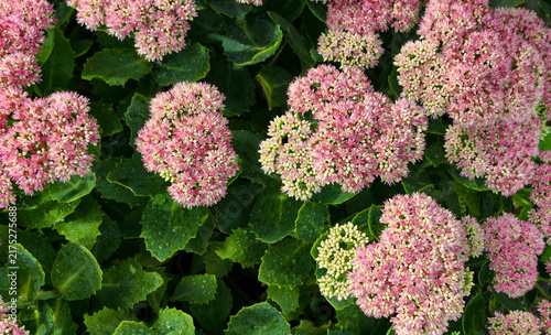 Bild auf Leinwand Pink stonecrop hylotelephium telephium flowers pattern