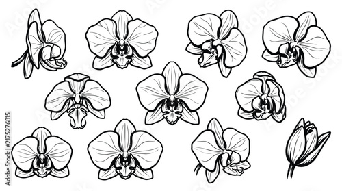 Set of black and white orchid flower illustrations for design elements on white background