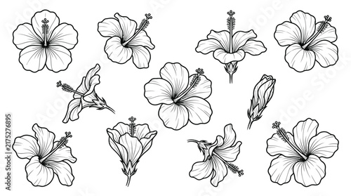 Collection of hibiscus flower line art illustrations for summer tropical design projects