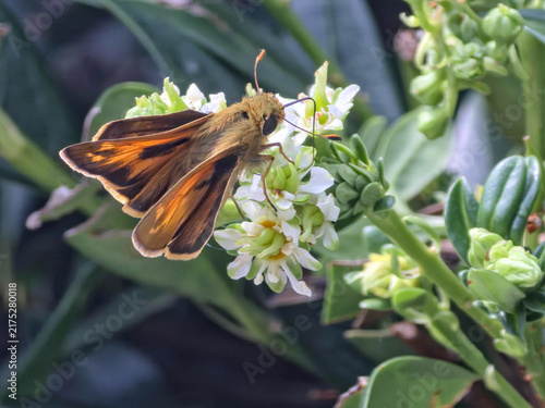 Konstfotografi Male fiery skipper butterfly sipping nectar from white garden flowers