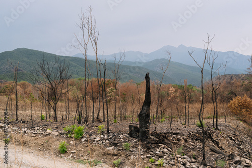  Charred trees and burnt landscape after a wildfire in the mountains