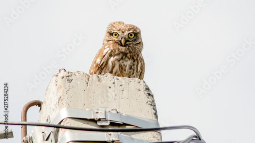great horned owl