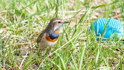 robin in the grass