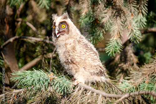 great horned owl