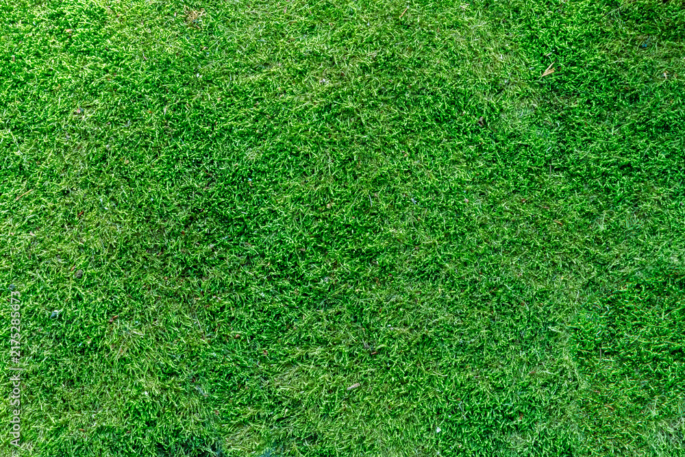 Obraz premium Lush vibrant green moss texture covering the ground in a serene natural forest, ideal for creative backdrops