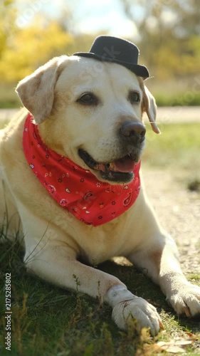 Vertical Shot of Cute Labrador Retriever Dog in Halloween Costume Hat Outdoors