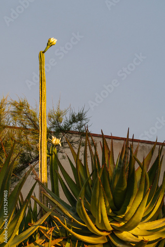 blooming of the torch cactus flower