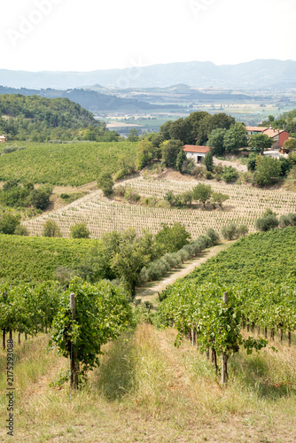 Foto Picturesque rural Italian vineyard landscape with grapevines of Colli Euganei hi