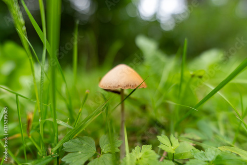 Macro shot of a small brown mushroom growing in green grass in the forest