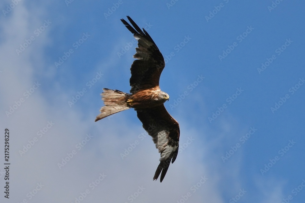 Obraz premium Red Kite Soaring Over Open Sky
