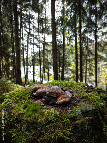 Fotografie Red banded polypore fungus on mossy tree stump in pine forest