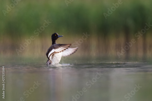 Foto Eurasian coot stretching wings on calm lake