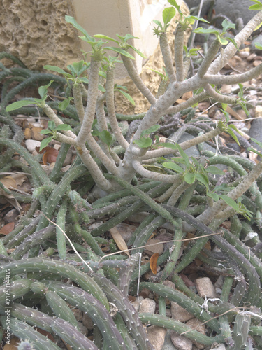 Konstfotografi Grey twiggy succulent spreading over dry ground