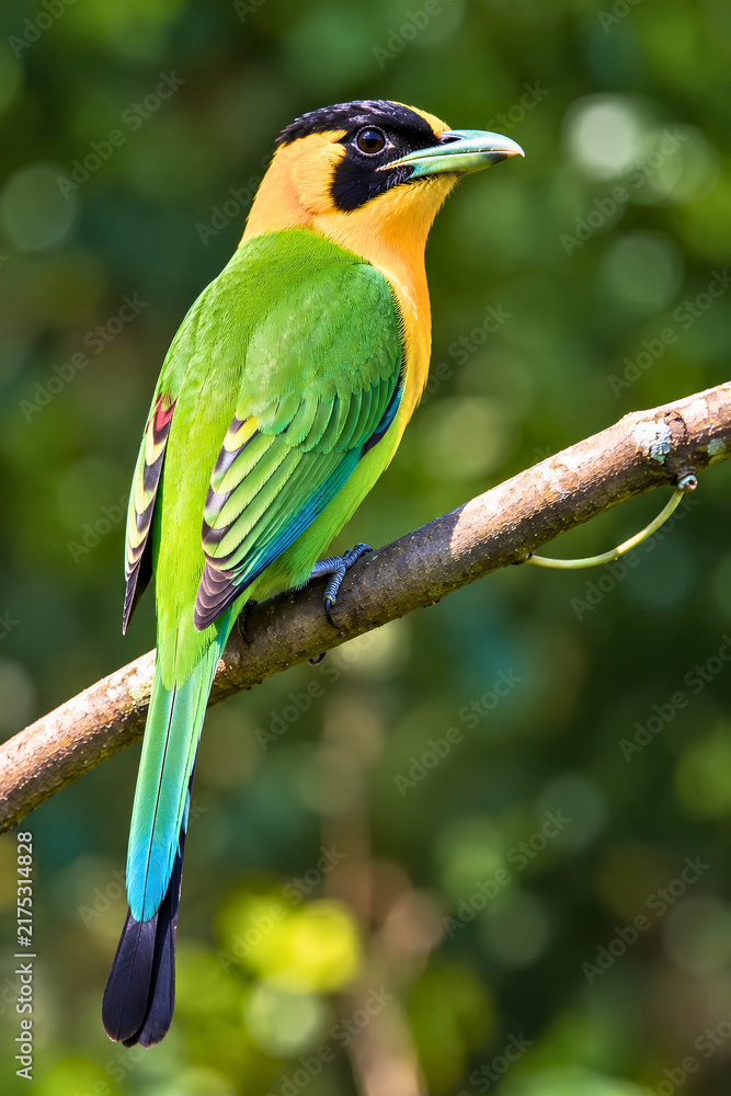 Obraz premium The Most Beautiful & Colorful Bird on a Flower Tree! 😍🐦🌸”