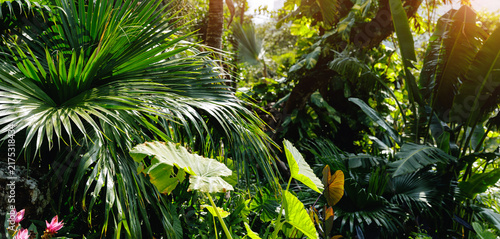 Cuadro en lienzo Tropical palm and broadleaf plants bathed in warm light