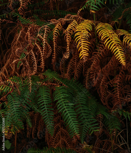 green fern leaves