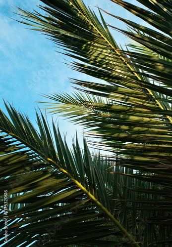 palm tree on blue sky