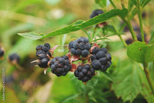 Ripe wild blackberry berries in the summer forest