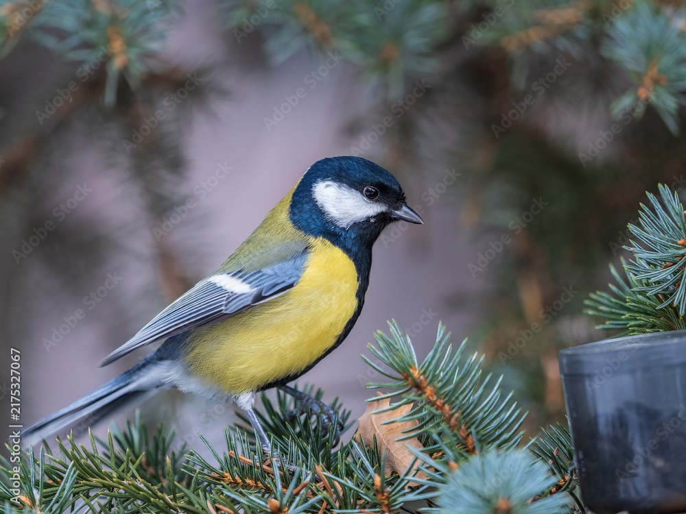 Obraz premium Cute bird Great tit, songbird sitting on the fir branch