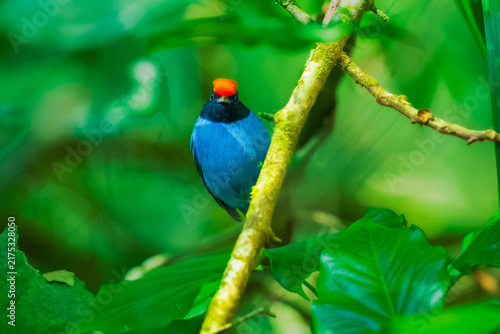 Fotografie Swallow-tailed Manakin (Chiroxiphia caudata) male perched on a branch in the lush tropical rainforest of the Atlantic Forest in Brazil