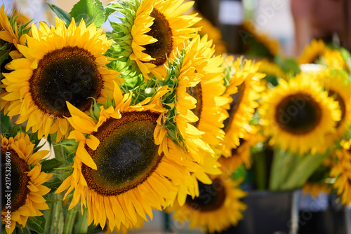 Large yellow sunflowers arranged together in seasonal display