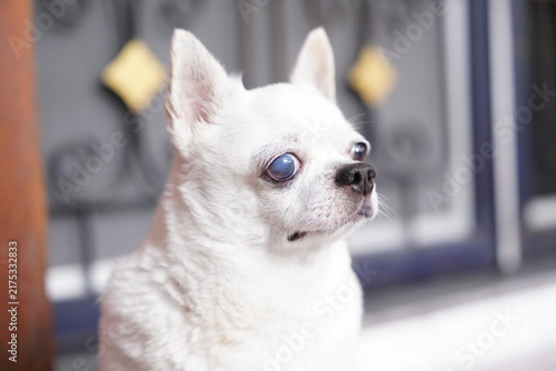A small, white Chihuahua dog, a cute pet.