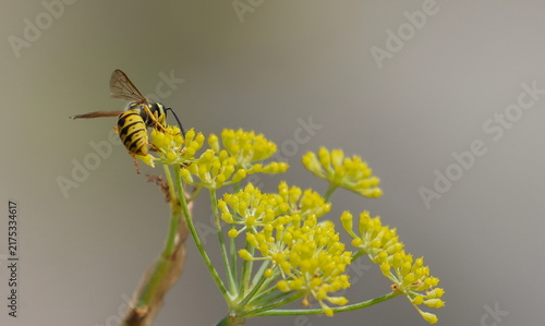 Bild auf Leinwand Common wasp, Vespula vulgaris, European wasp on yellow flower background