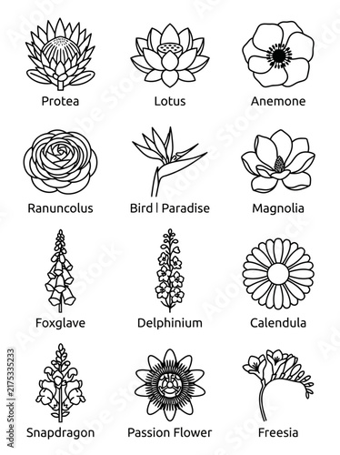 A clean collection of 12 garden flower outline vector icons featuring rose, tulip, daffodil, carnation, iris, peony, hydrangea, chrysanthemum and more. Minimal black monoline botanical artwork with is