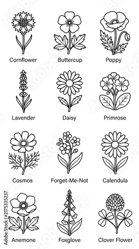 A premium collection of 12 wildflower outline vector icons featuring elegant botanical line art including poppy, lavender, daisy, cosmos, anemone, foxglove and other recognizable flowers. Clean black 