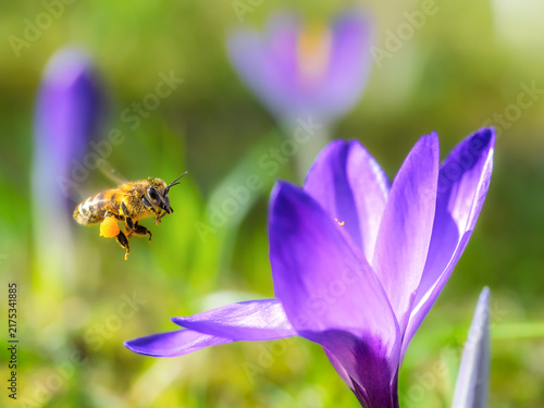 Honey bee gathering pollen from purple crocus flower in spring