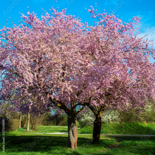 Pink flowering tree in full spring bloom