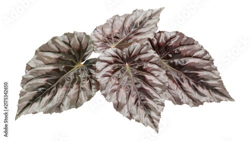 Beautiful Variegated Purple Pink Begonia Plant Leaves Isolated transparent background