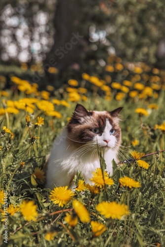 cat
