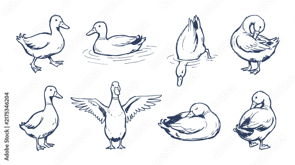 Fototapeta premium Hand drawn duck illustrations set, sketch waterfowl poses, farm bird vector icons