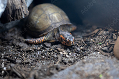 Foto Eastern box turtle crawling on natural ground habitat
