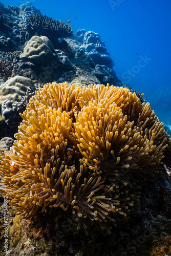 Foto Clownfish swimming on golden sea anemone tentacles on tropical coral reef
