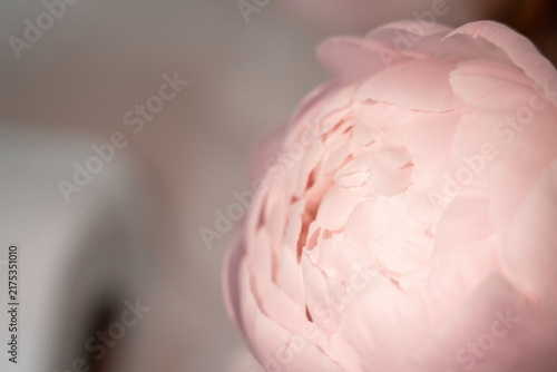 Konstfotografi Close-up of a delicate pale pink peony flower in soft focus with gentle lighting and a blurred background