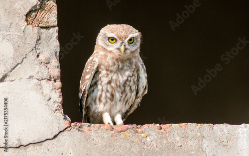 great horned owl