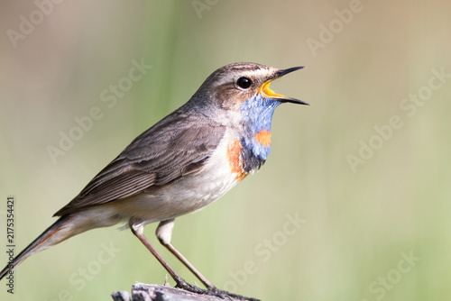 robin on a branch