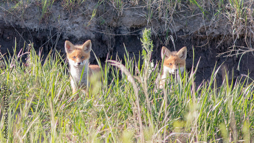 red fox in the grass