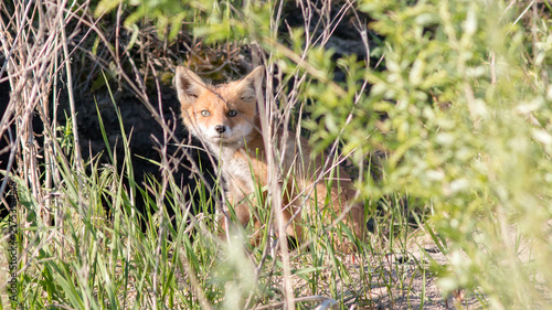 wild fox in the grass
