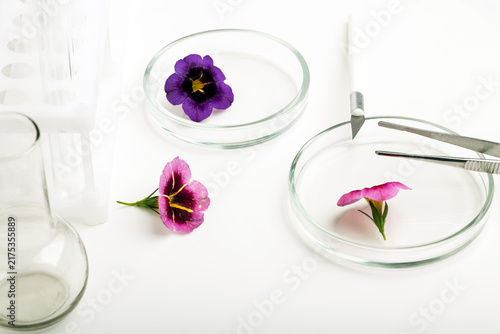 Fotografía Laboratory equipment for studying plants