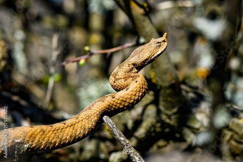 фотографія Horned Viper on Tree Branch