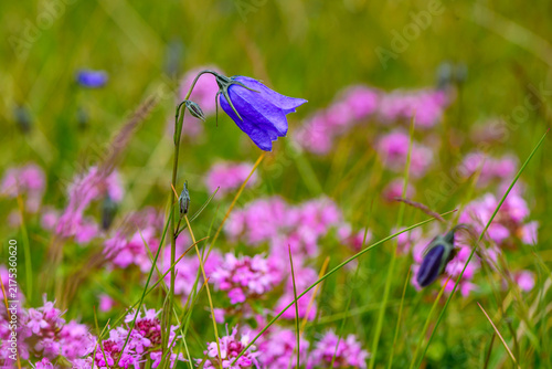 Foto Bluebell flower, also known as the common harebell or Scottish bluebell