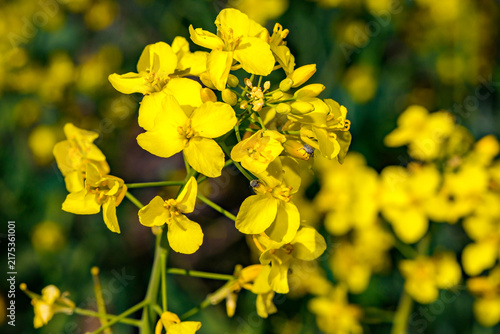 Fields with rapeseed on a sunny day. Rapeseed cultivation. Large yellow field of rape seeds
