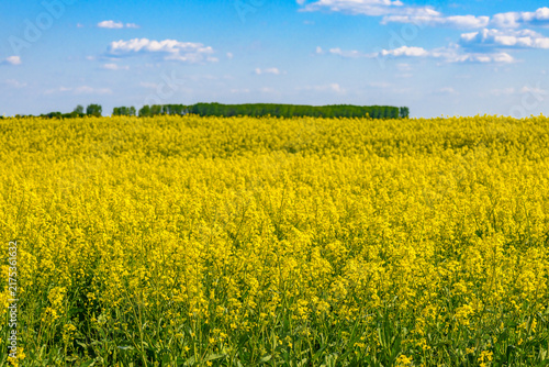 Fields with rapeseed on a sunny day. Rapeseed cultivation. Large yellow field of rape seeds