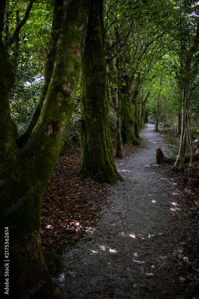 Fototapeta premium Glenageenty forest walk - Castleisland - Kerry county - Ireland