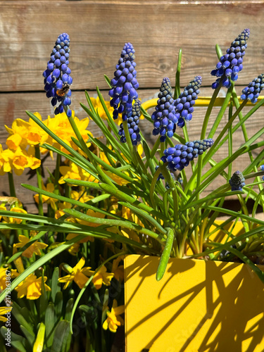 Fotografie Spring blue muscari grape hyacinth and yellow daffodils flowers
