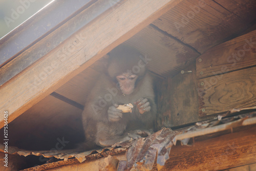 Photography Japanese macaque monkey, Iwatayama Monkey Park, Arashiyama, western Kyoto, Japan